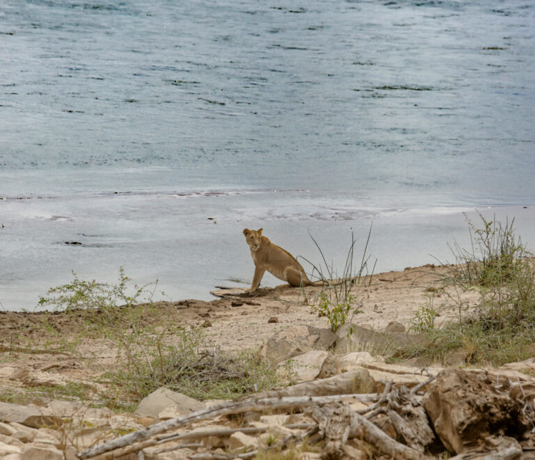 Lion on River Galana
