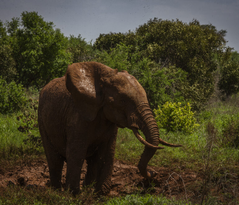 Experience Africa’s iconic wildlife in their natural habitat.
