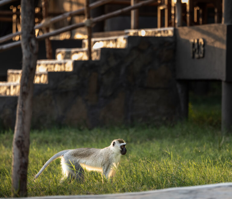 Monkey by the Tent